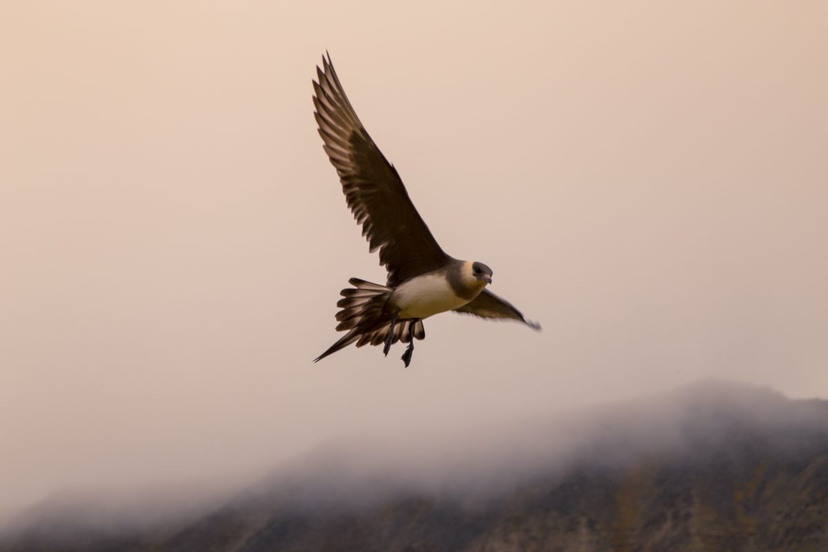 The Arctic Skua