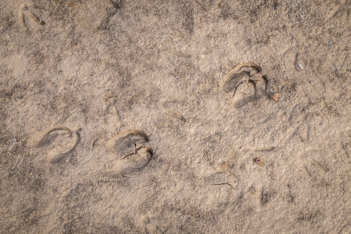 Reindeer tracks in the mud.