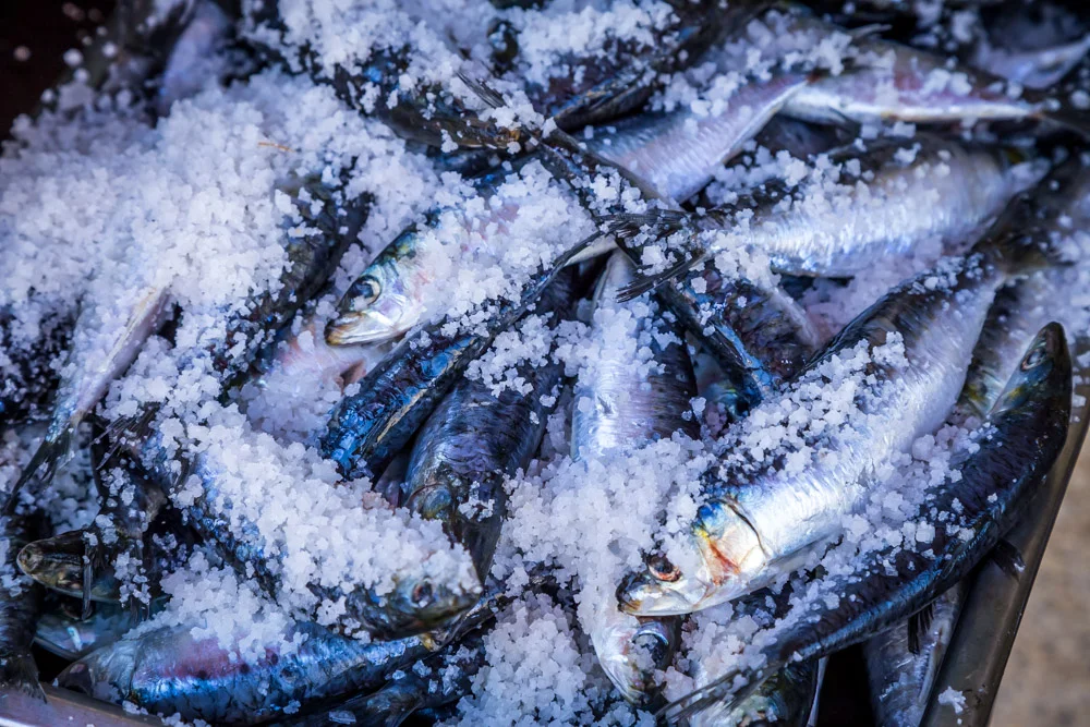 Fresh, salted sardines ready for the grill.