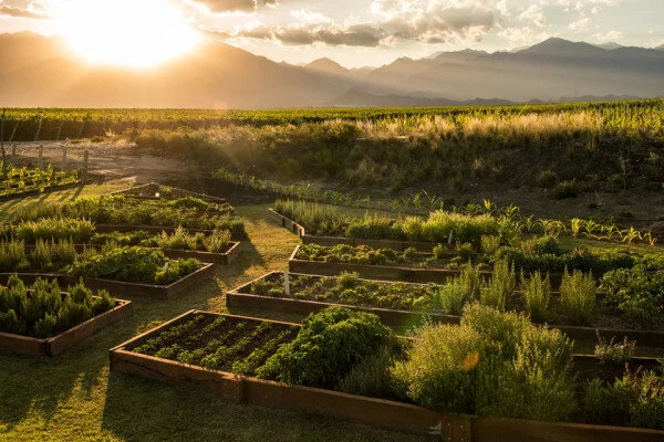 The Vines [Strategy] (Fall 2021)