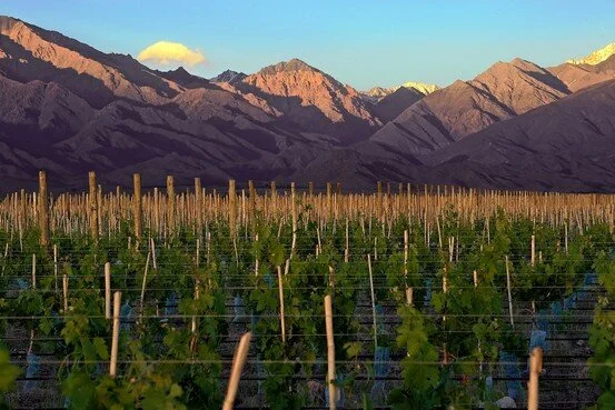 The Vines [Food Security] (Fall 2021)