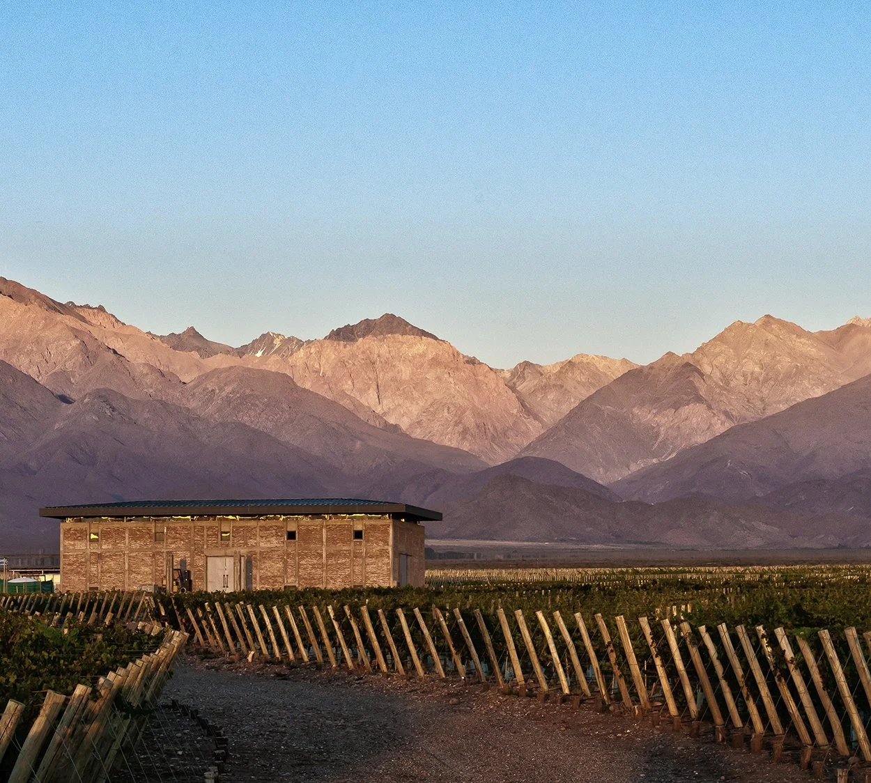 The Vines (Fall 2025)