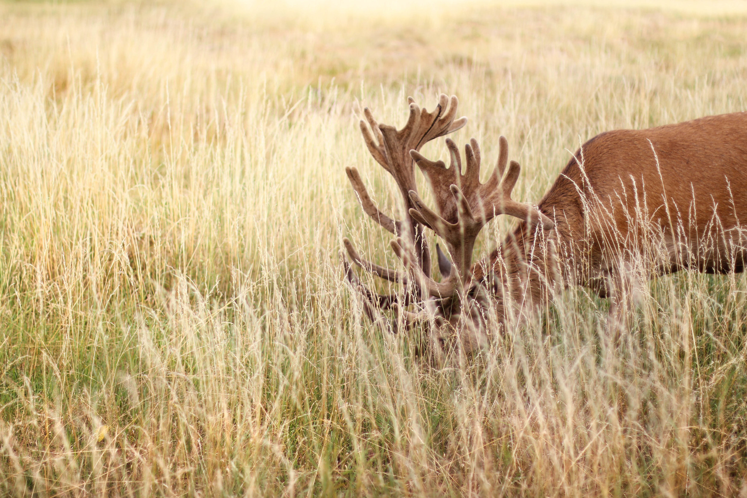 Deer4.jpg