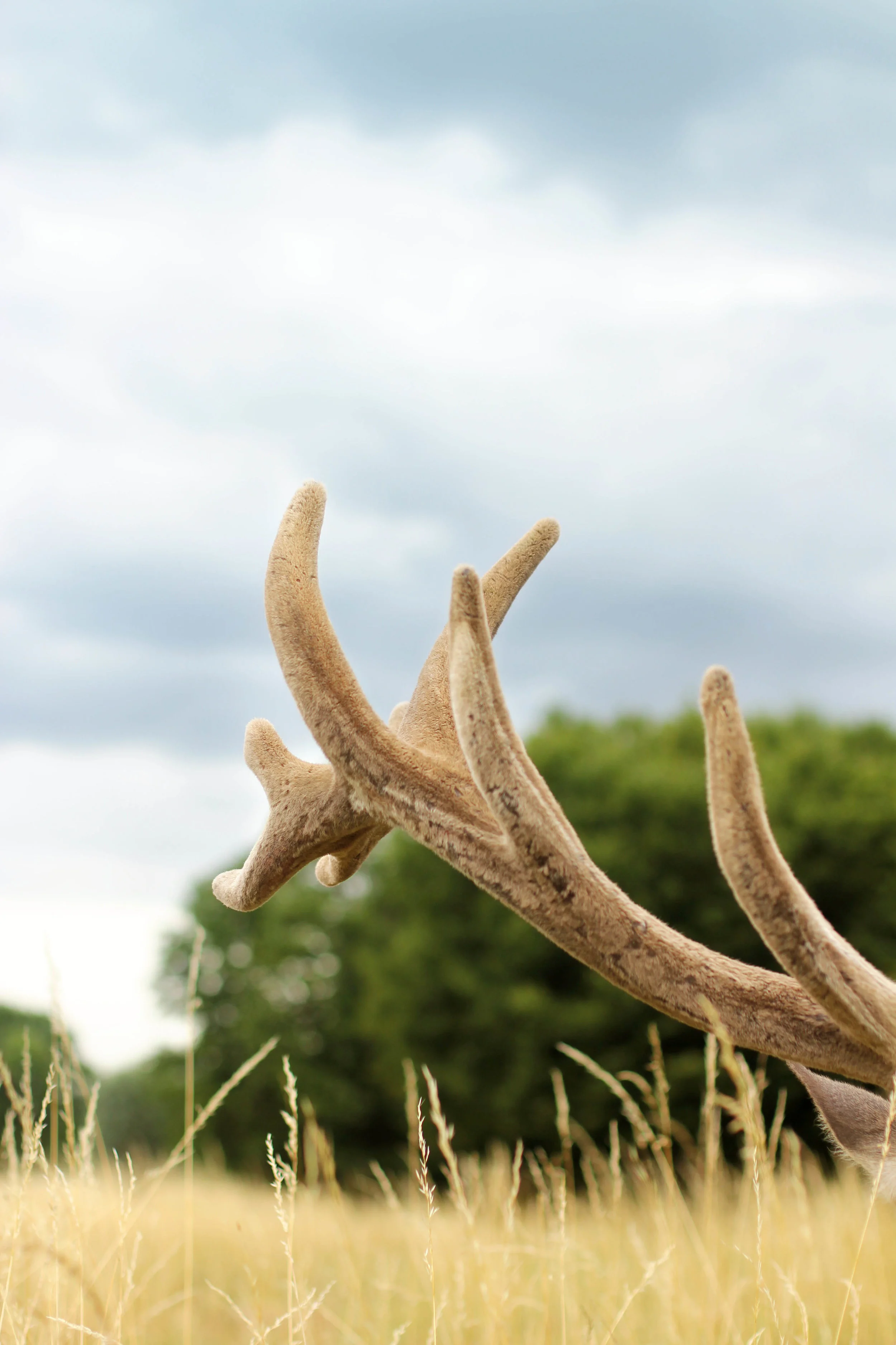 Deer5.jpg