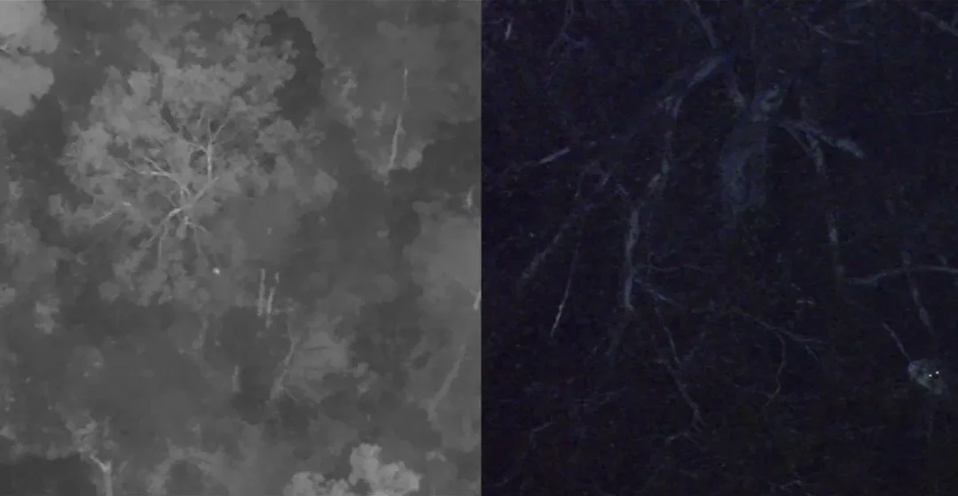 Spot the koala! The Ninox Robotics team has been flying in northern NSW to survey one of Australia's favourite - but notoriously difficult to locate - animals. This project will be hugely valuable for producing aerial intelligence that can be used fo