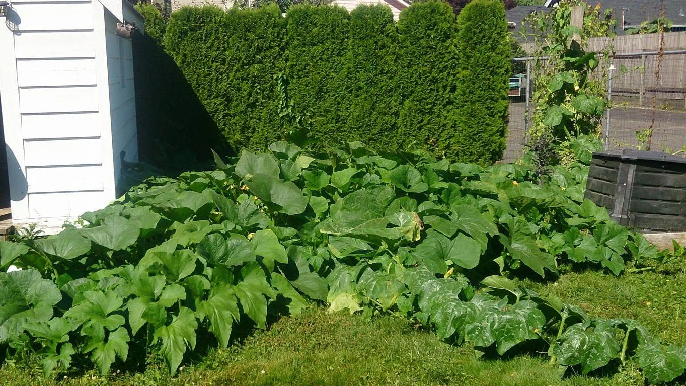 My squash plants: which I am in equal parts proud and terrified of.