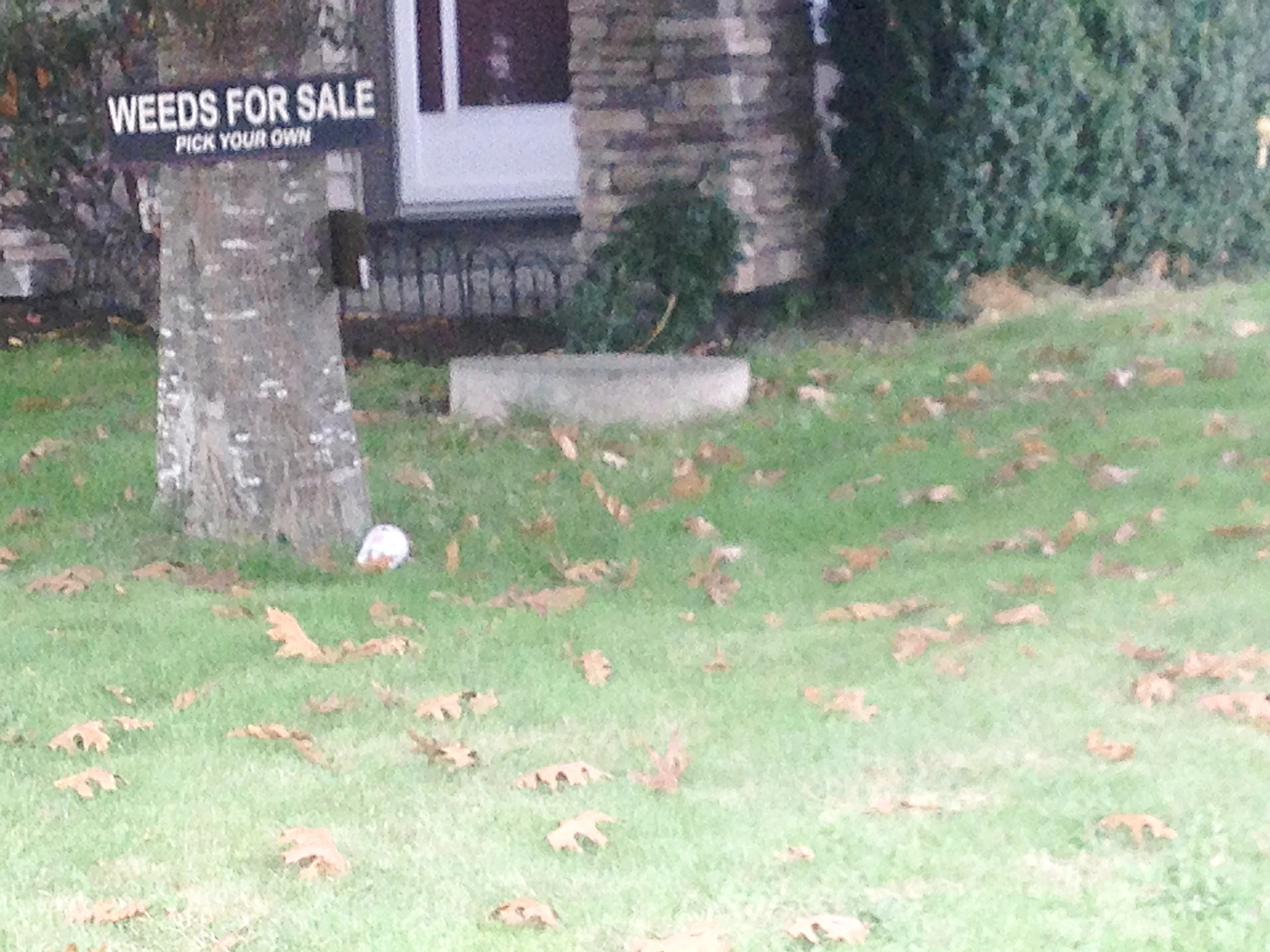 Weeds for Sale: Pick your own
