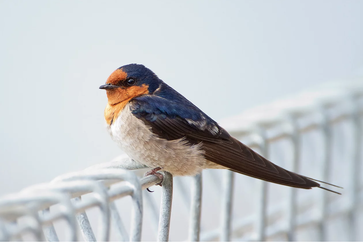 The lovely bird Hirundo neoxena, also known as the "welcome swallow", a harbinger of Spring.