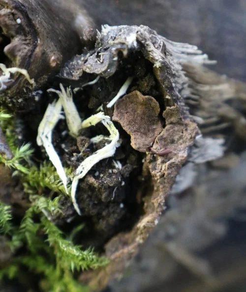 soil_heart.jpeg
