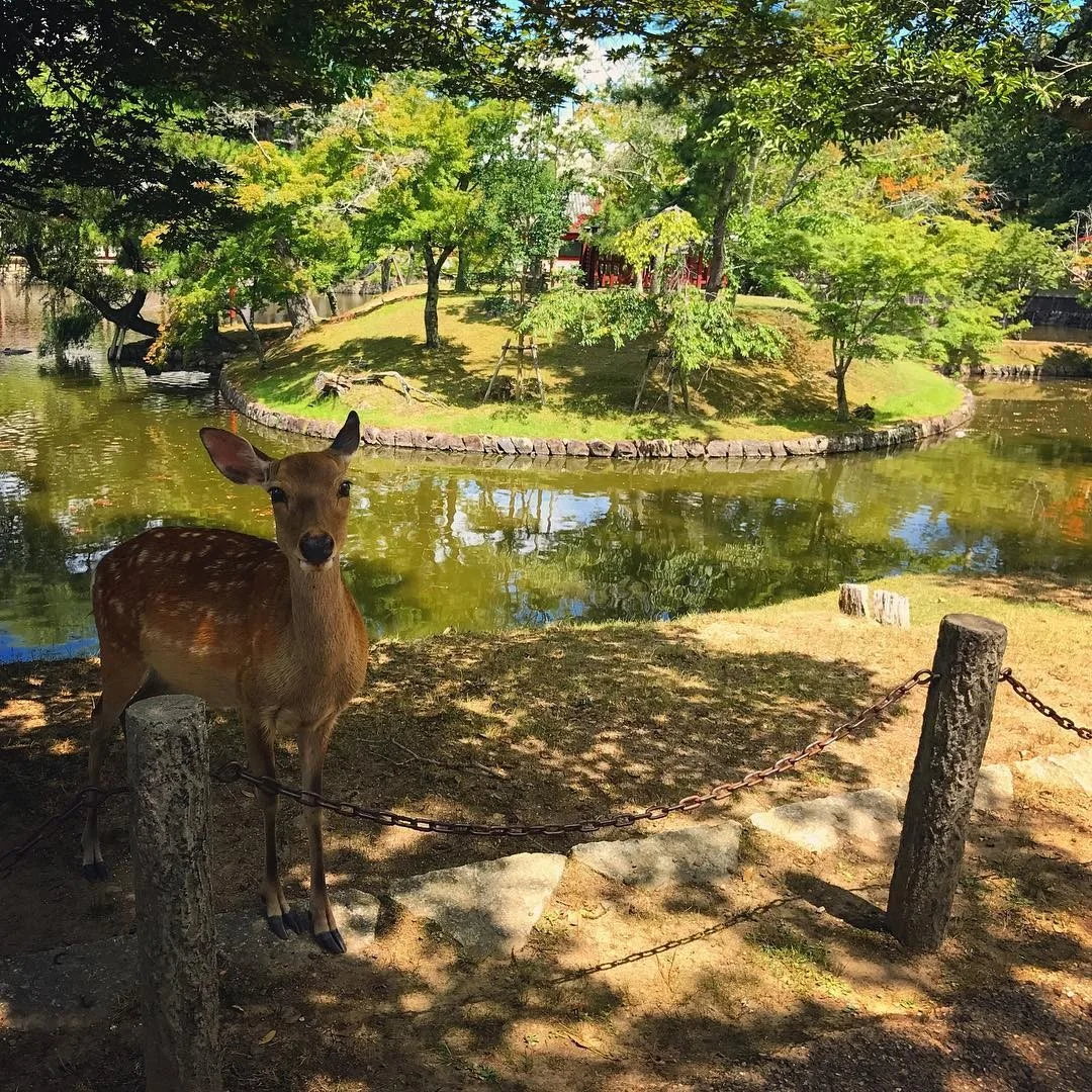 deer park nara todaiji.jpg