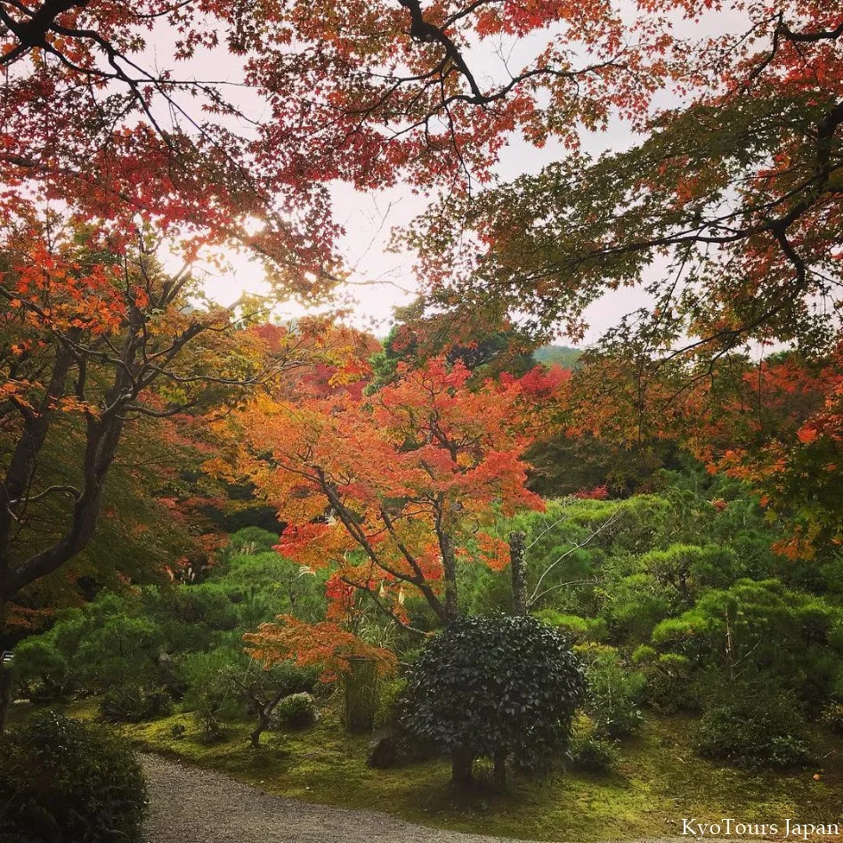kyoto momiji 2017 KyoTours11.jpg