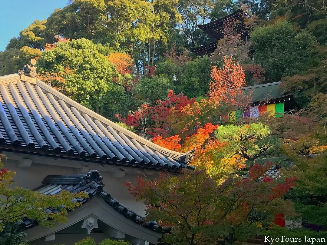 kyoto momiji 2017 KyoTours10.jpg
