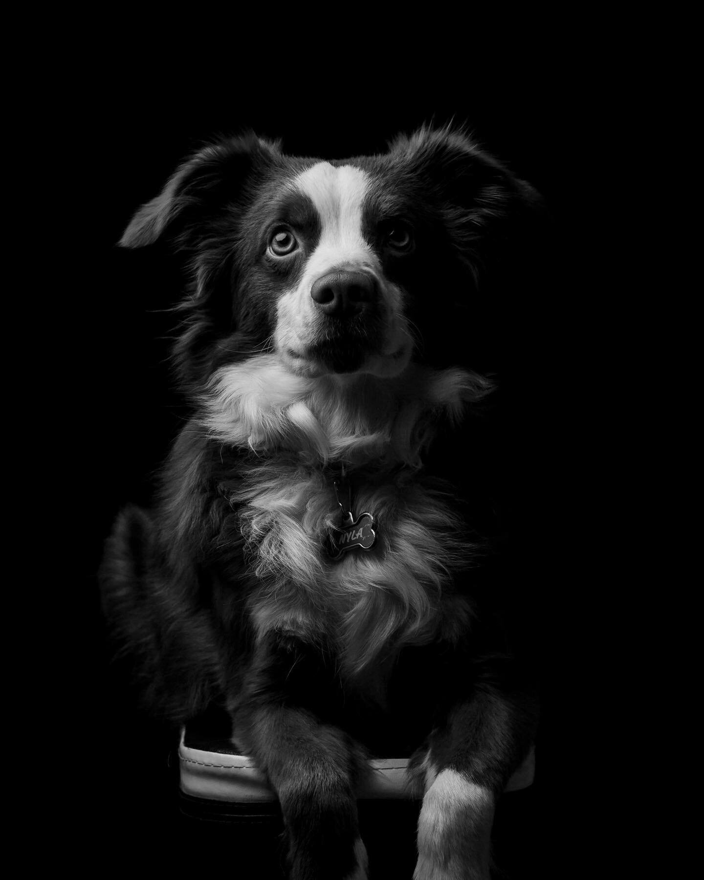 Mans best friend.

Thinking of starting a series of black and white portraits featuring the fur babies in our lives and how much they mean to us. From the growing pains of being a puppy to all of the memories of playtime and cuddling up on the couch.