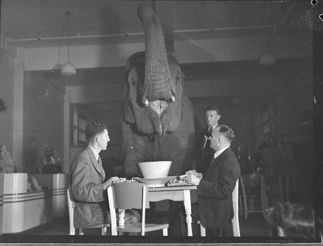 elephan'ts tea party, 1939, sam hood.jpg