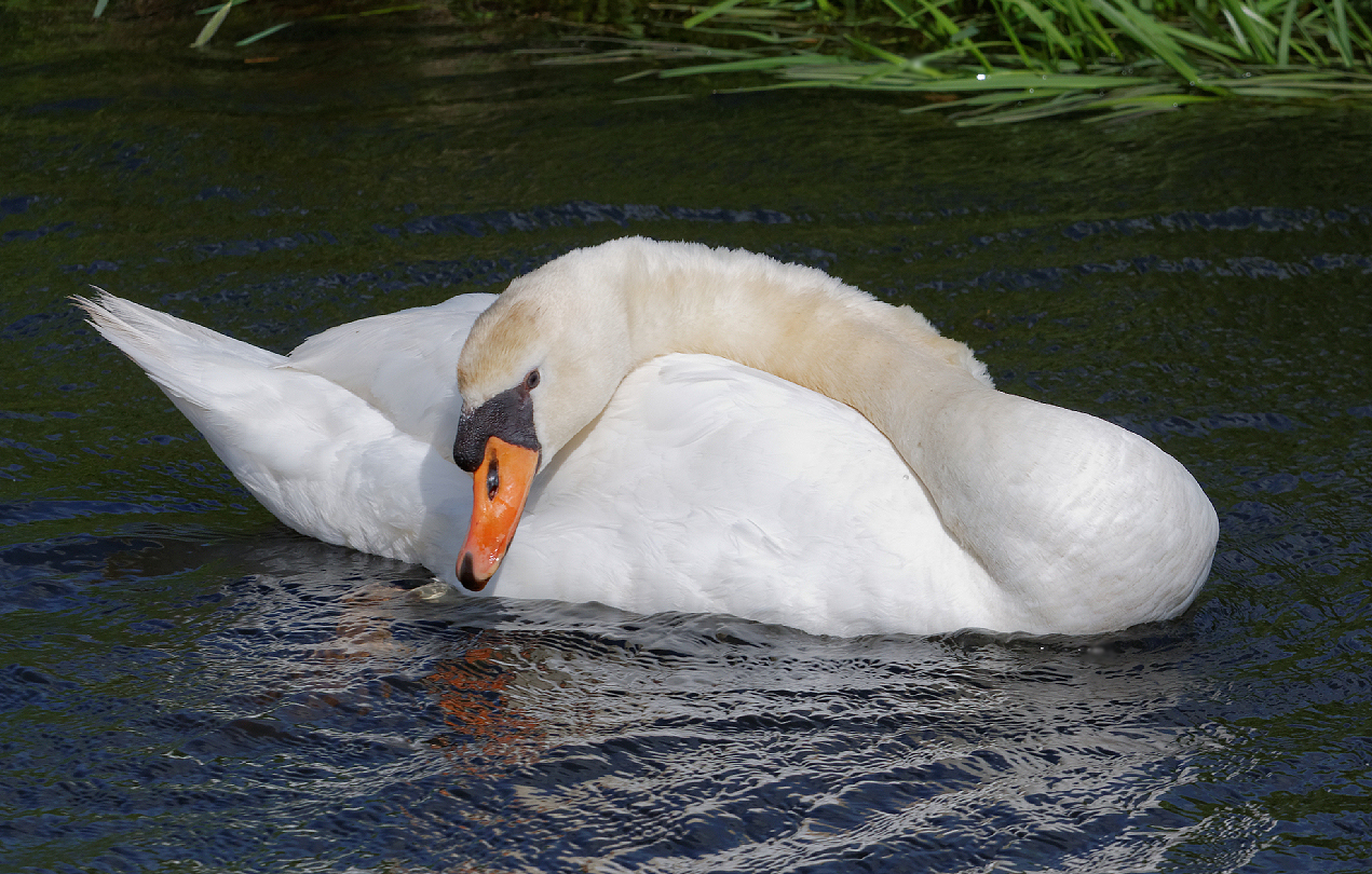 swan