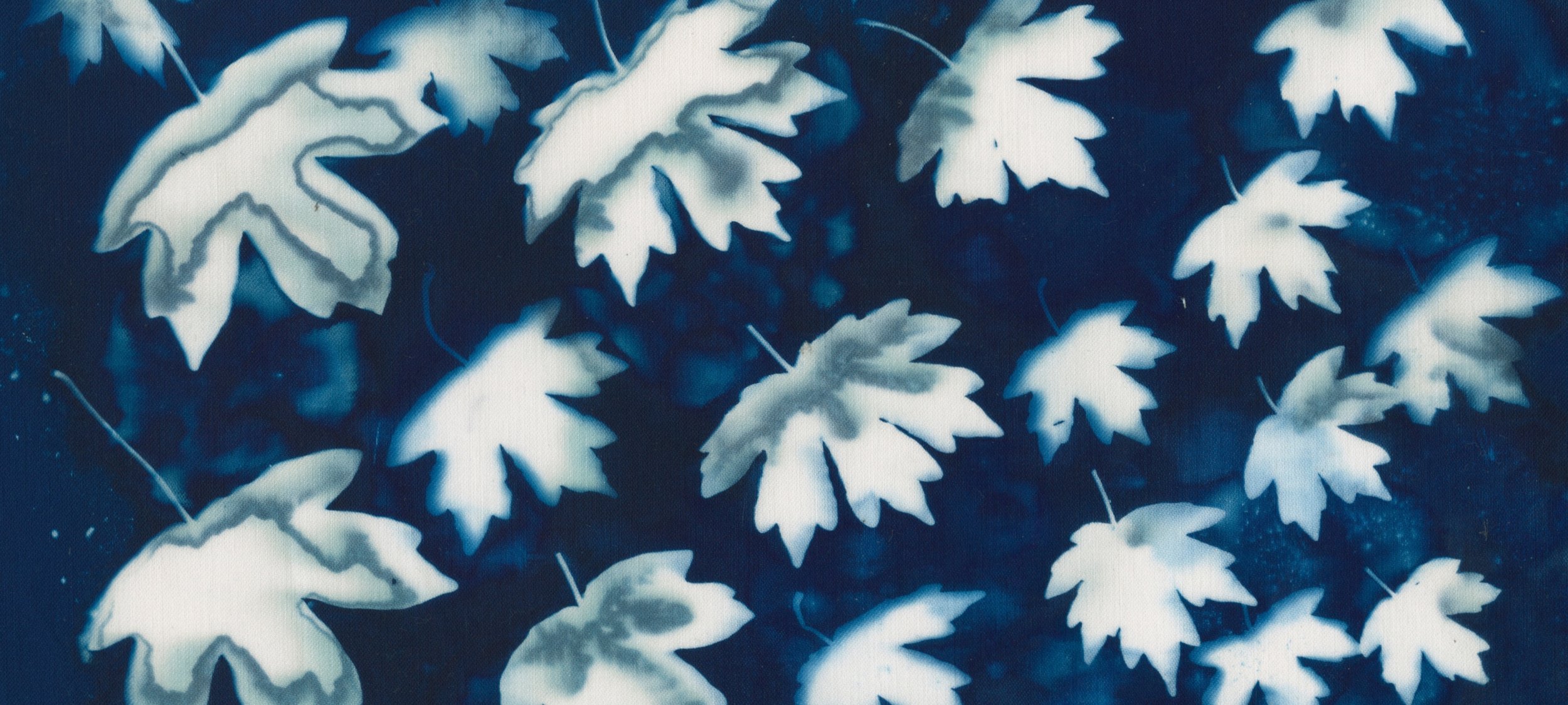 Beginners Botanical Cyanotype (AM)