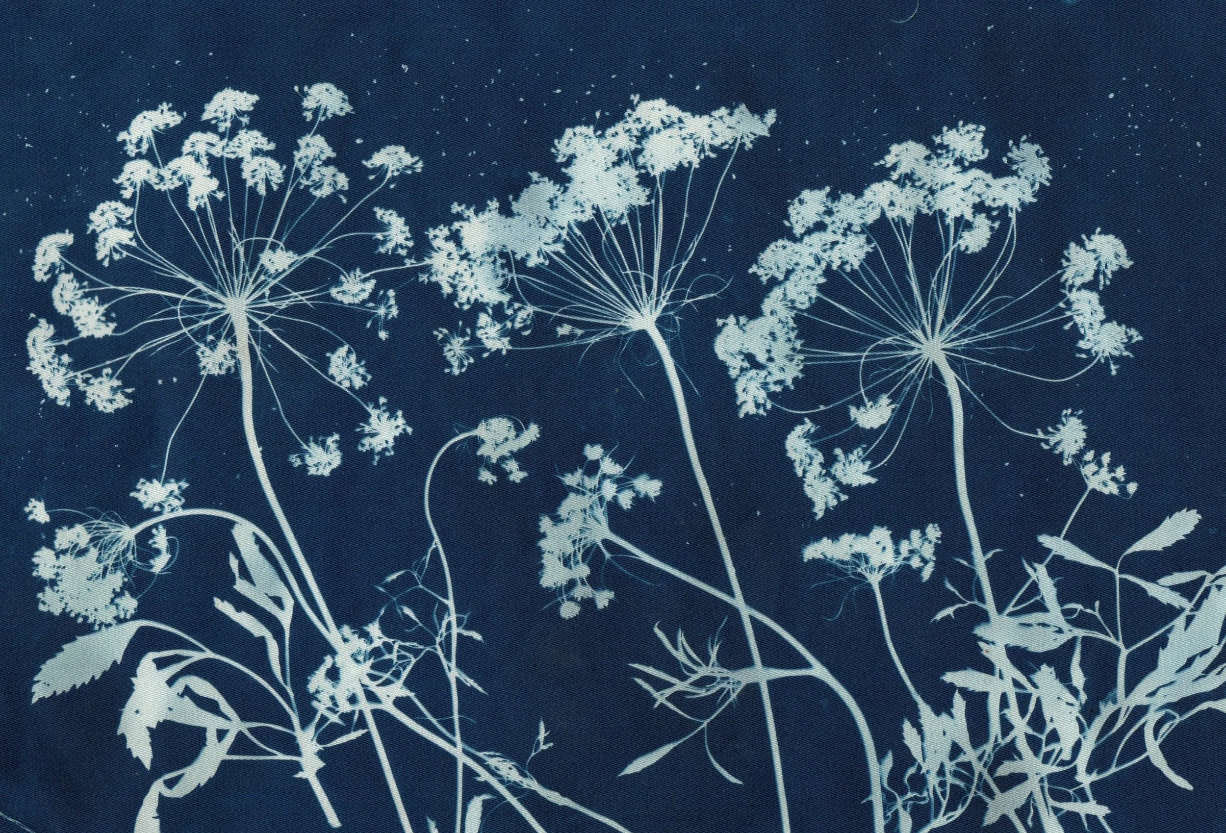 Summer 26 Cyanotype Header NBA Laurinda Bellew.jpg