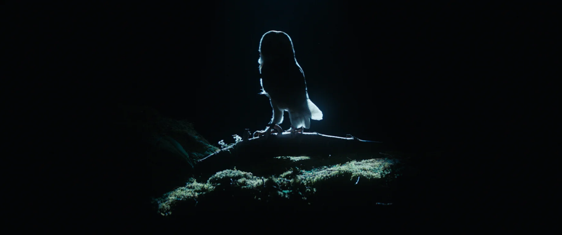 Owlbacklit.jpg