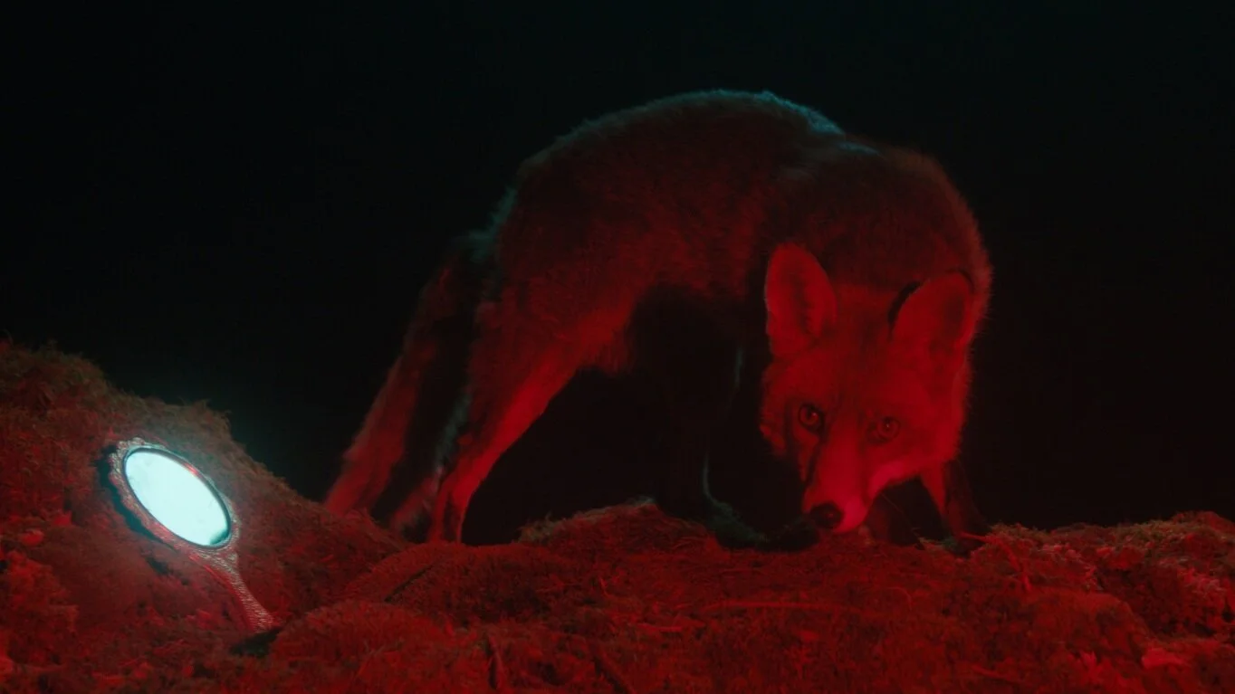 FoxRed.jpg