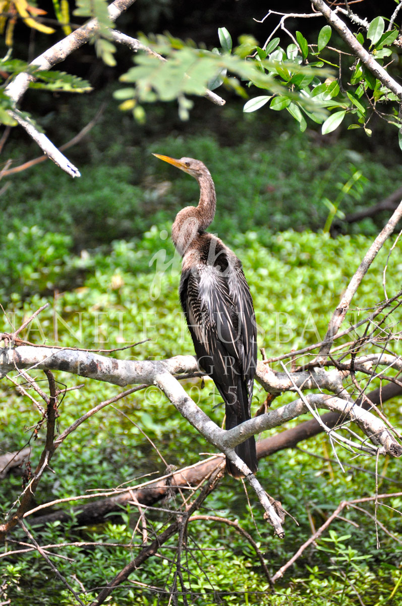 Anhinga-8.30.2014-DSC_7968.jpg