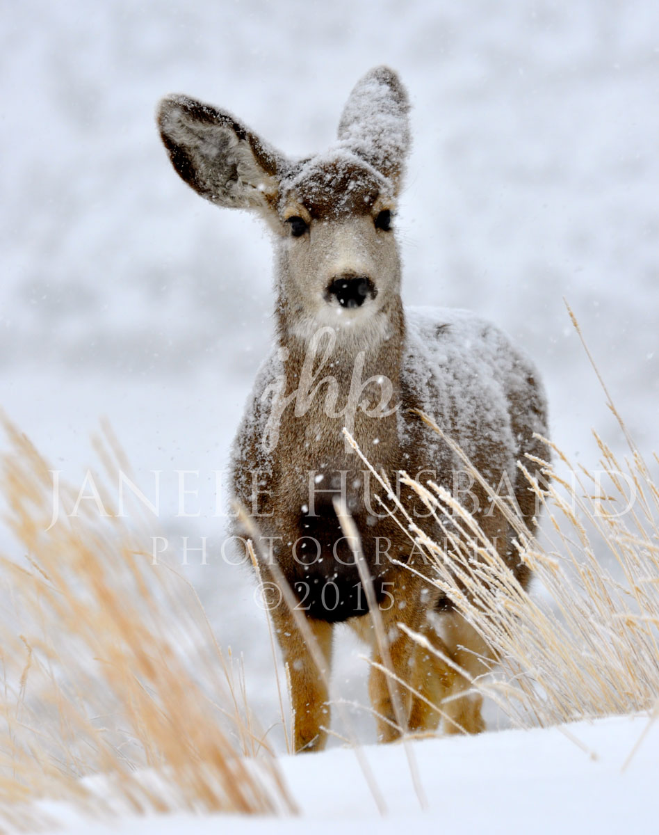 Blanketed-Deer-DSC_0056.jpg