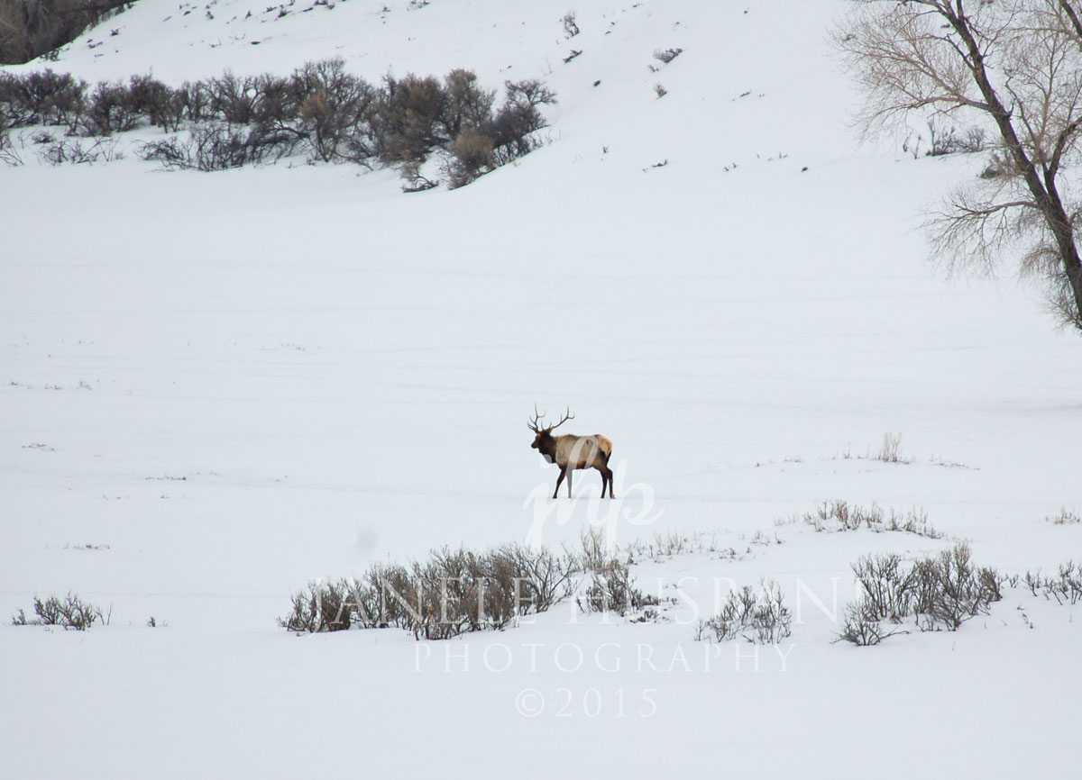 Bull-Elk-2.22.08-DSC_0130.jpg