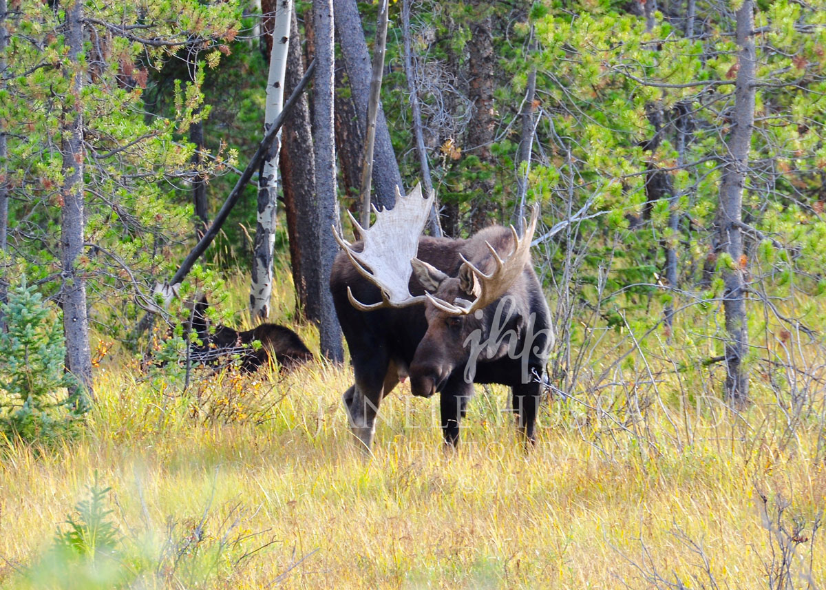 Bull-Moose-RMNP-9.13.15-DSC_7200.jpg