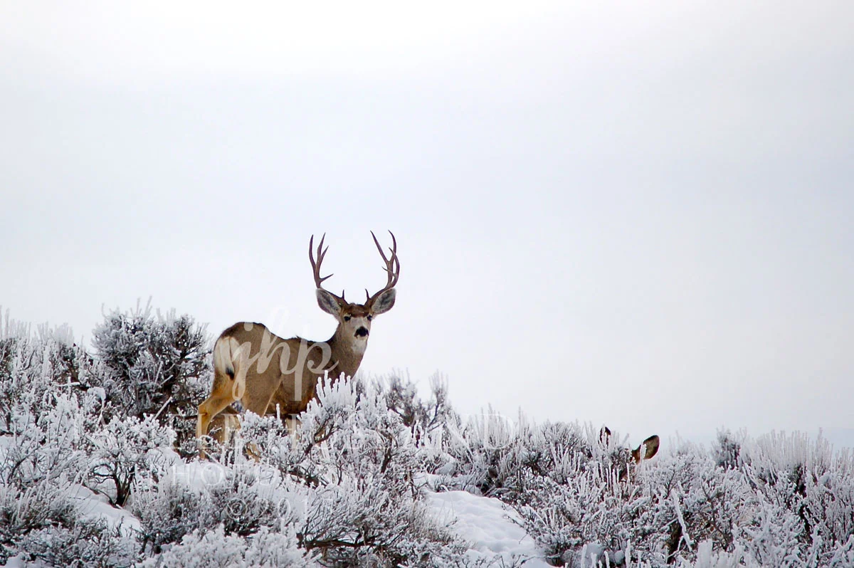 Deer-MC-105-DSC_0118.jpg