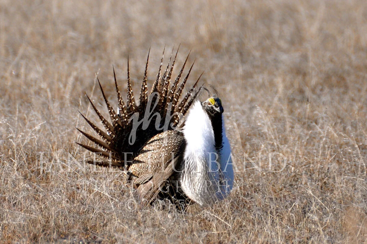 Greater-Sage-Grouse-3.13.15-DSC_0474.jpg