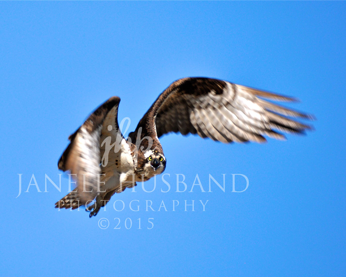 Osprey-Stare-Down-DSC_6408.jpg