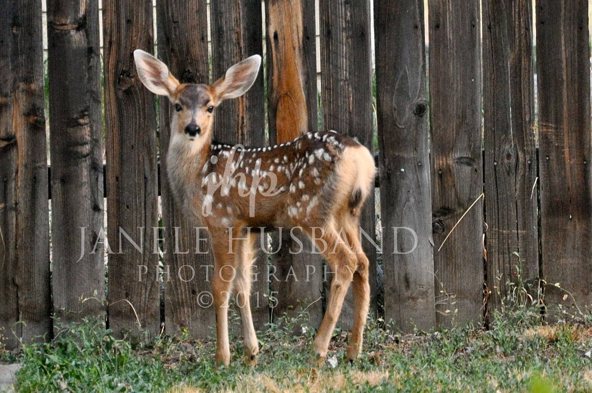 Spotted-Fawn-DSC_9595.jpg