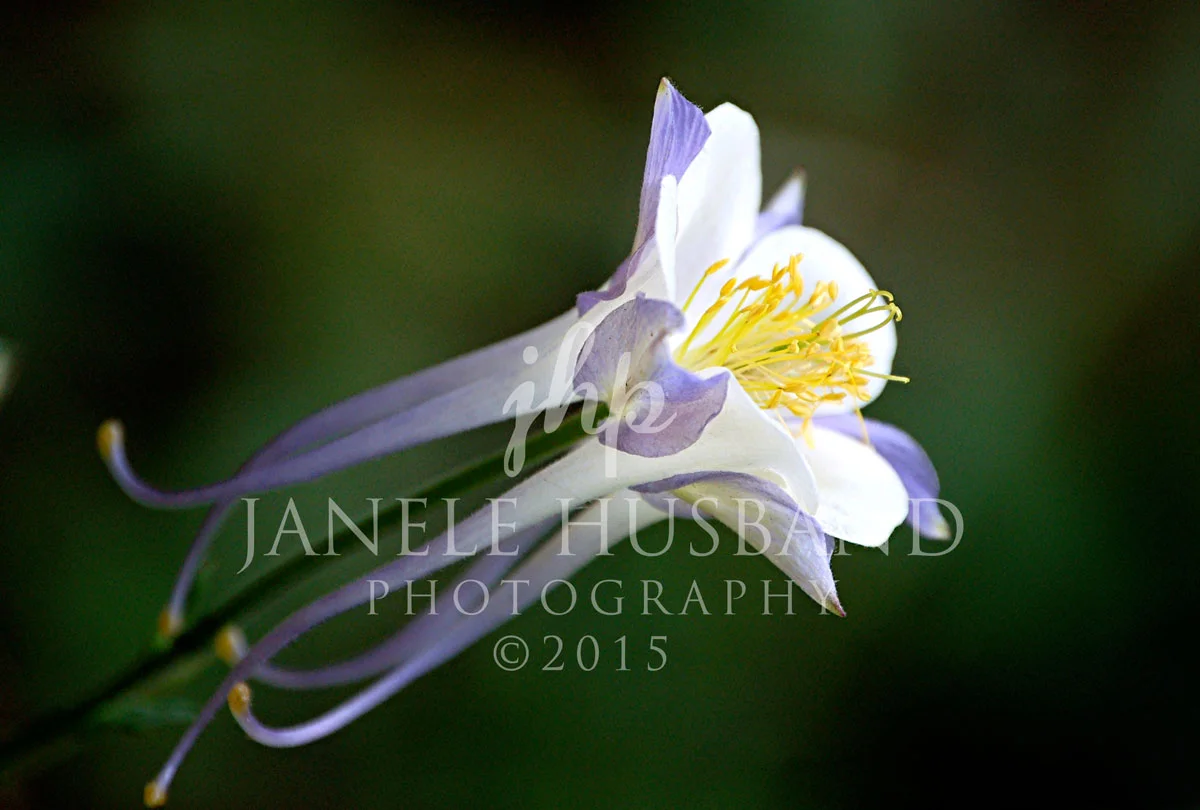 Flowers---CO-Columbine-'07-DSC_0117.jpg