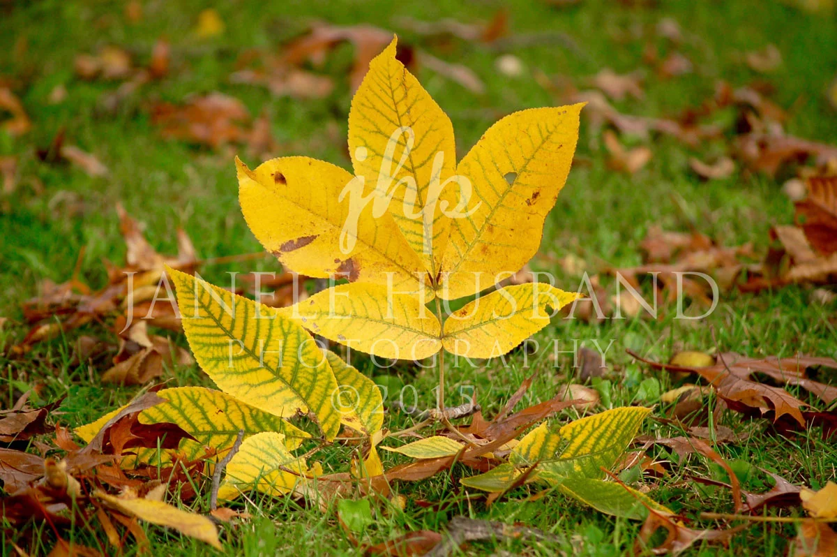 Ash-Leaves-10.18.08-DSC_0056.jpg