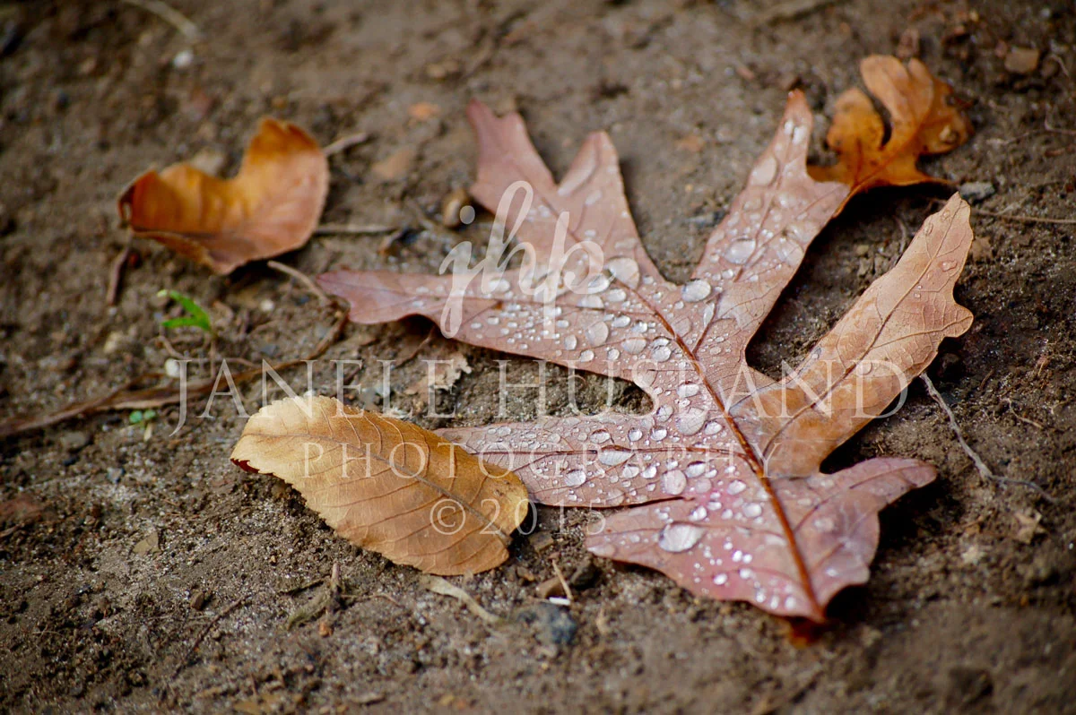 Oak-leaf-10.18.08-DSC_0038.jpg