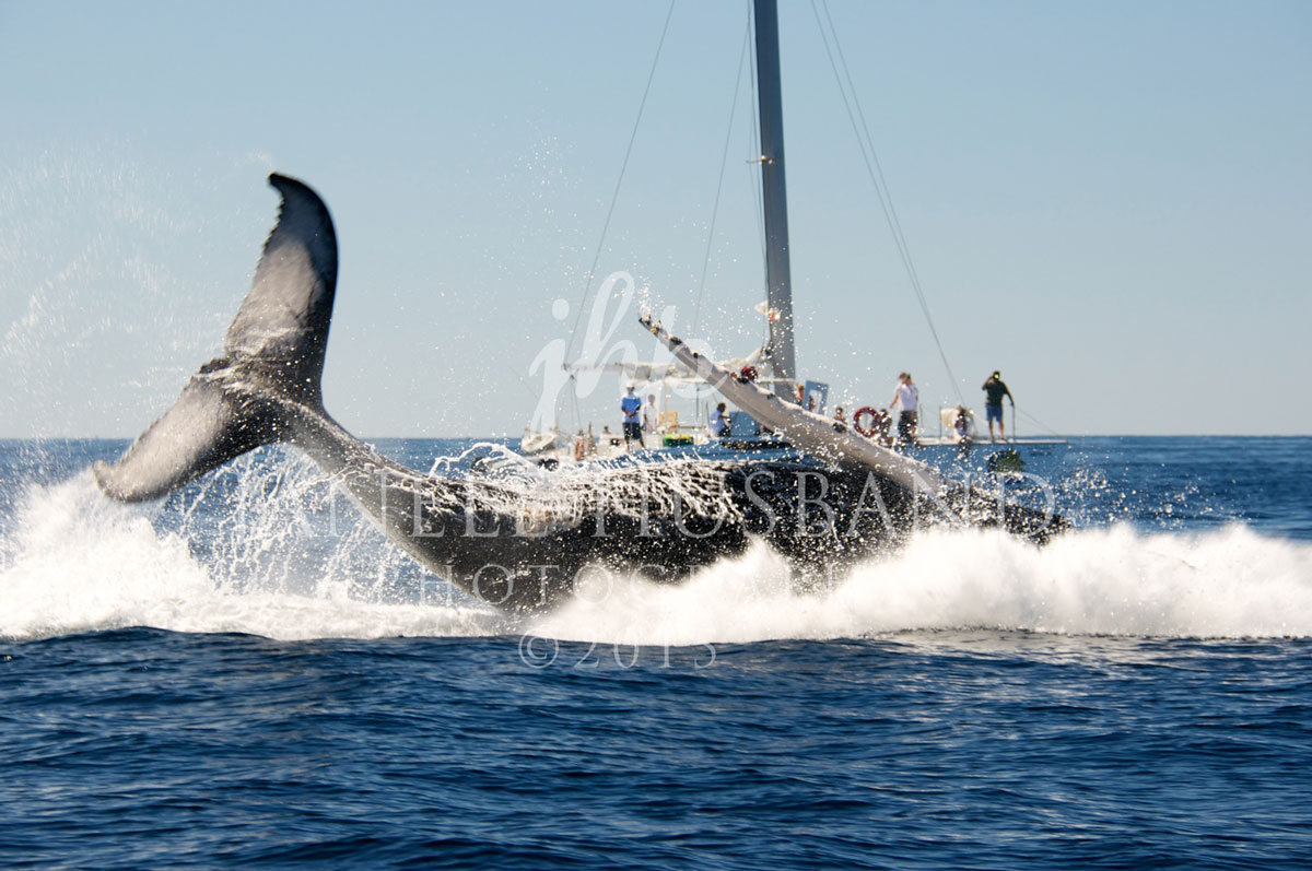 Humpback-Whale-3.2014-Cabo-DSC_4497.jpg