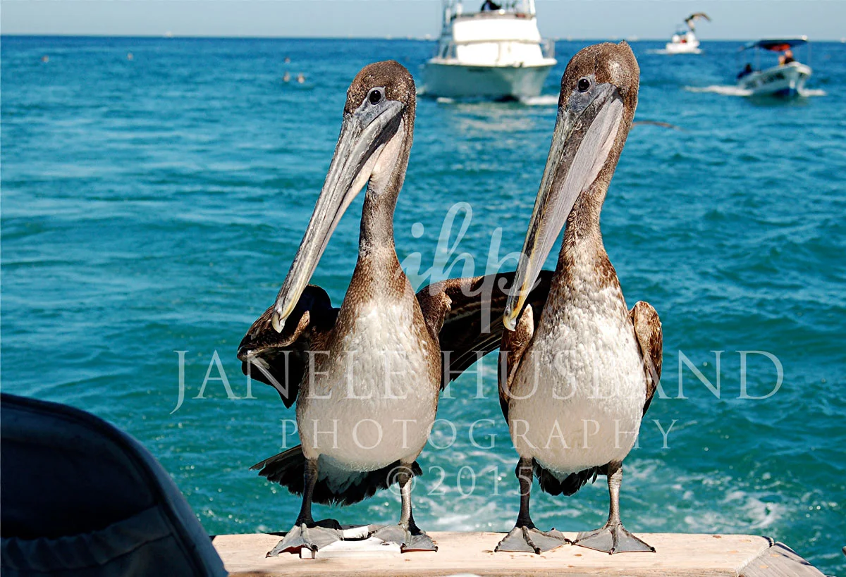 Pelican-Pals.jpg