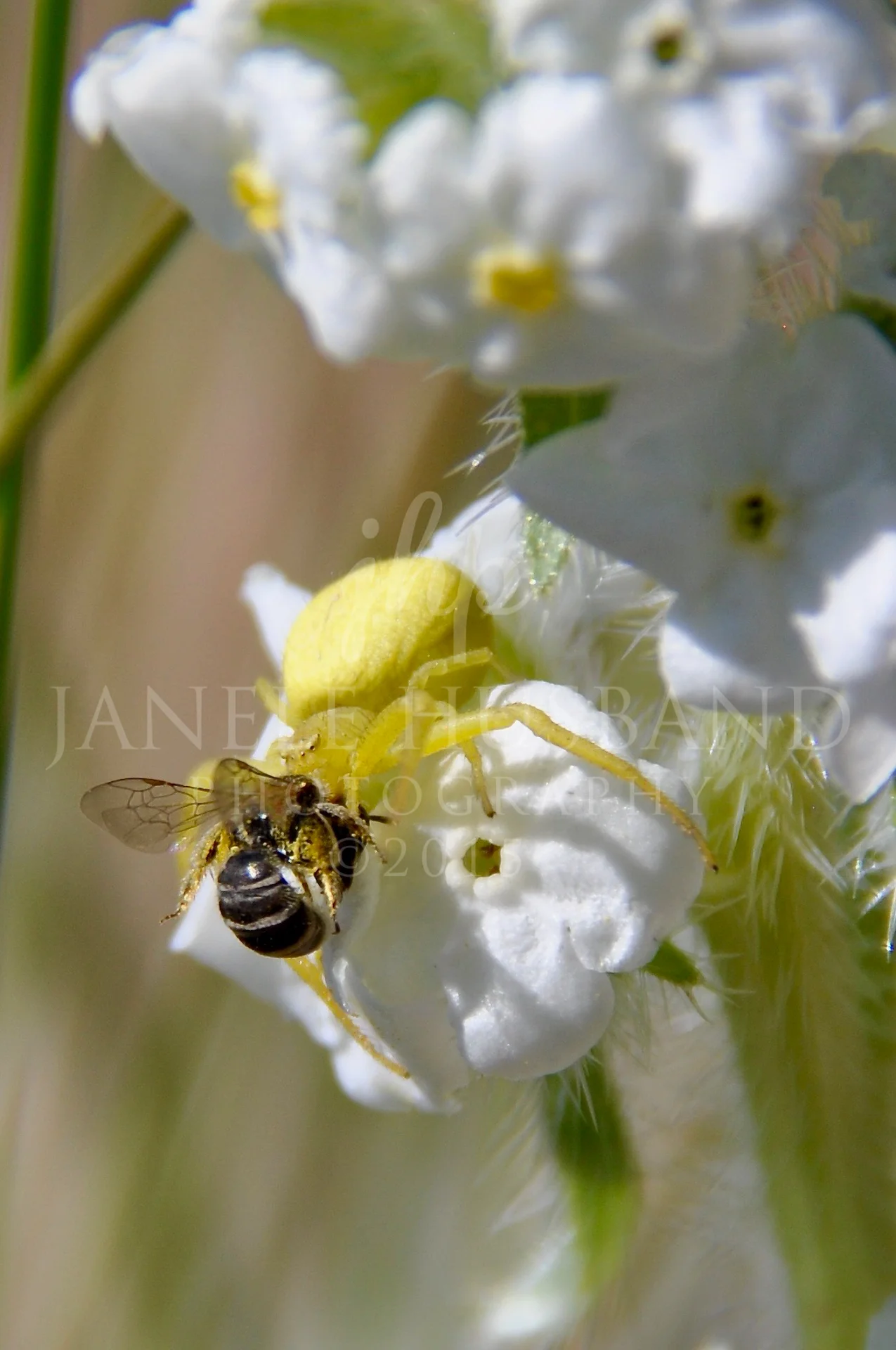Golden Crab Spider DSC_5495.jpg