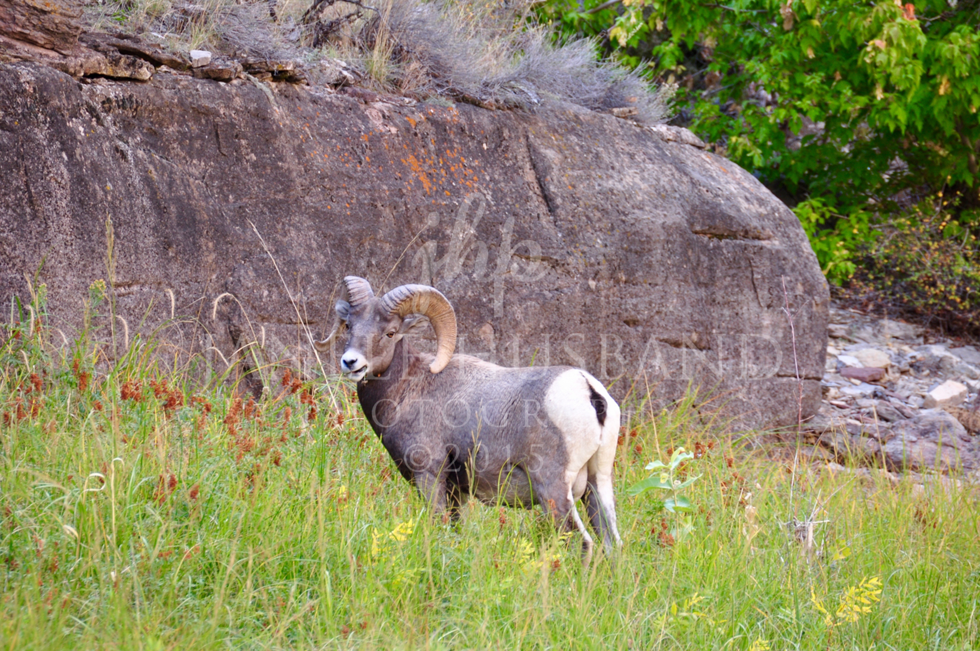 Bighorn Ram Dinosaur Nat'l Monument 9.27.15 DSC_8460.jpg