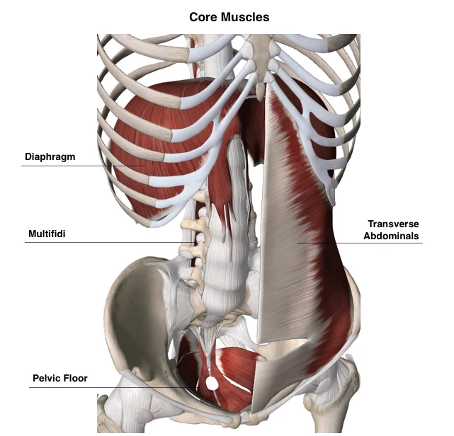 Anatomy illustration of Core Muscles.jpg