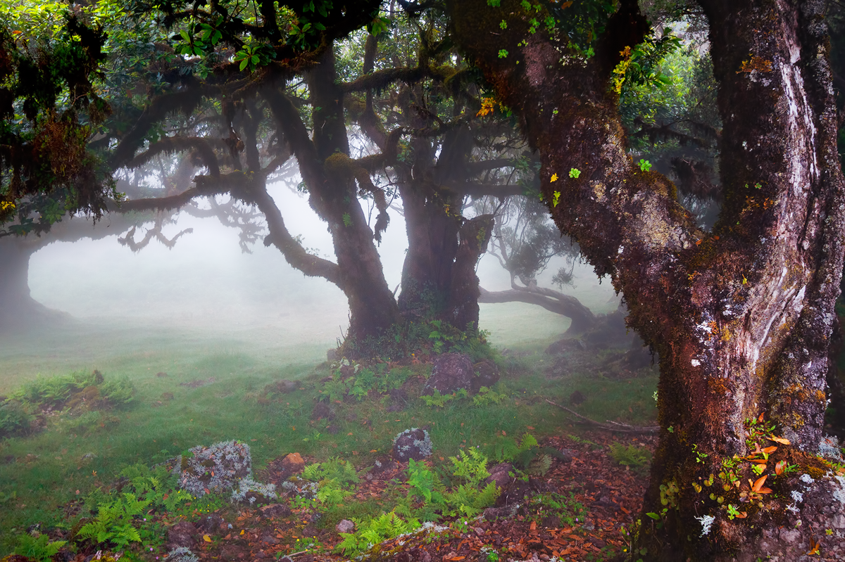 Madeira001.png