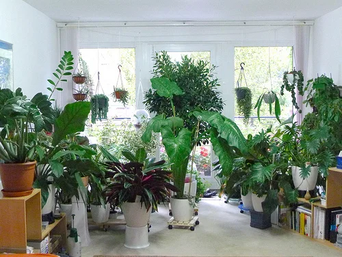 plants.jpg