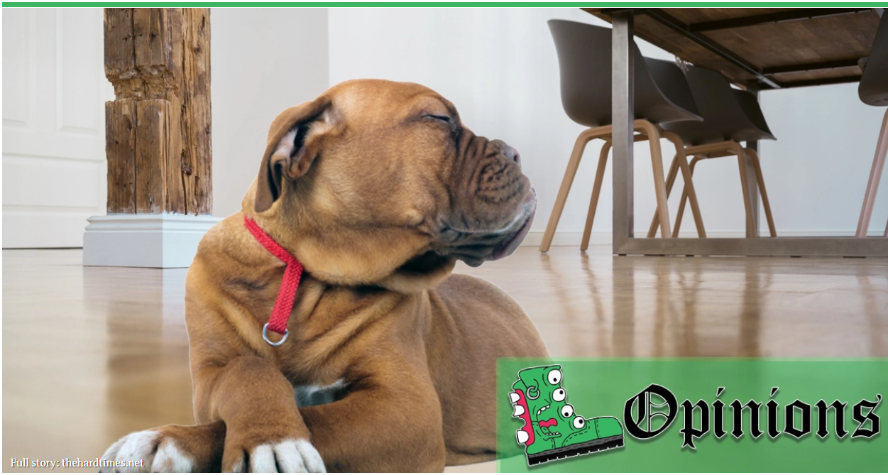 I May Be Your Service Animal, but That Doesn’t Mean I Have to Like You (via The Hard Times)