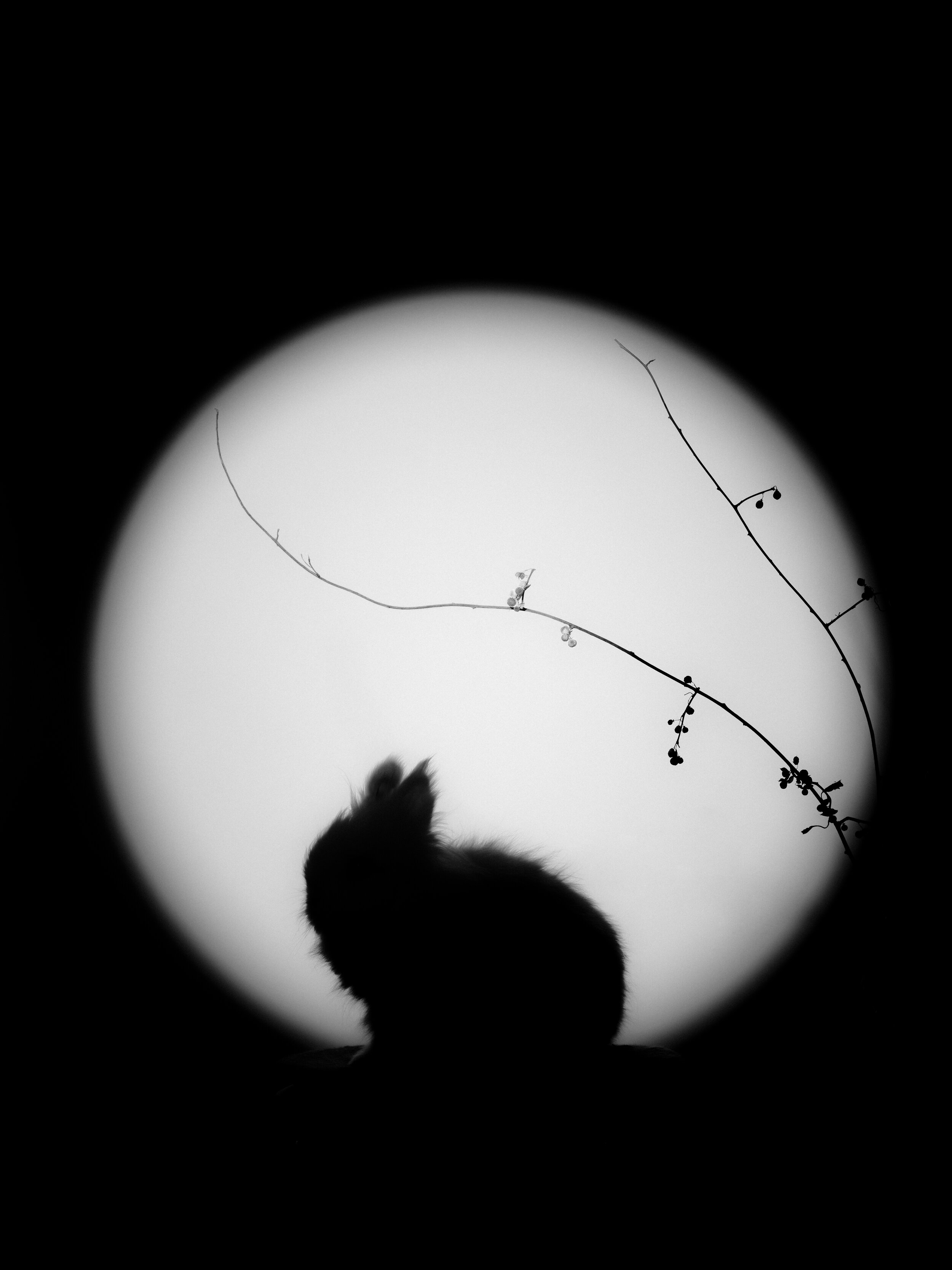 Moonrise_Leo_1.jpg