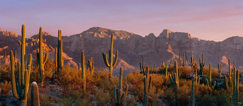 Saguaro.jpg
