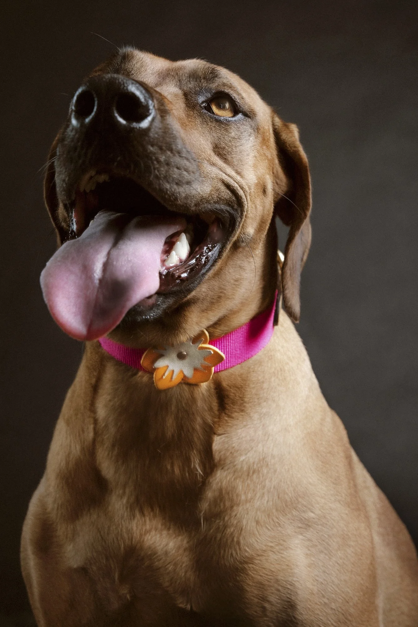 Luna - Collar | Shoot.jpg