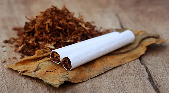 can you grow tobacco in a pot Why You Might Want to Add Some Tobacco Plants to Your Next Cannabis Crop