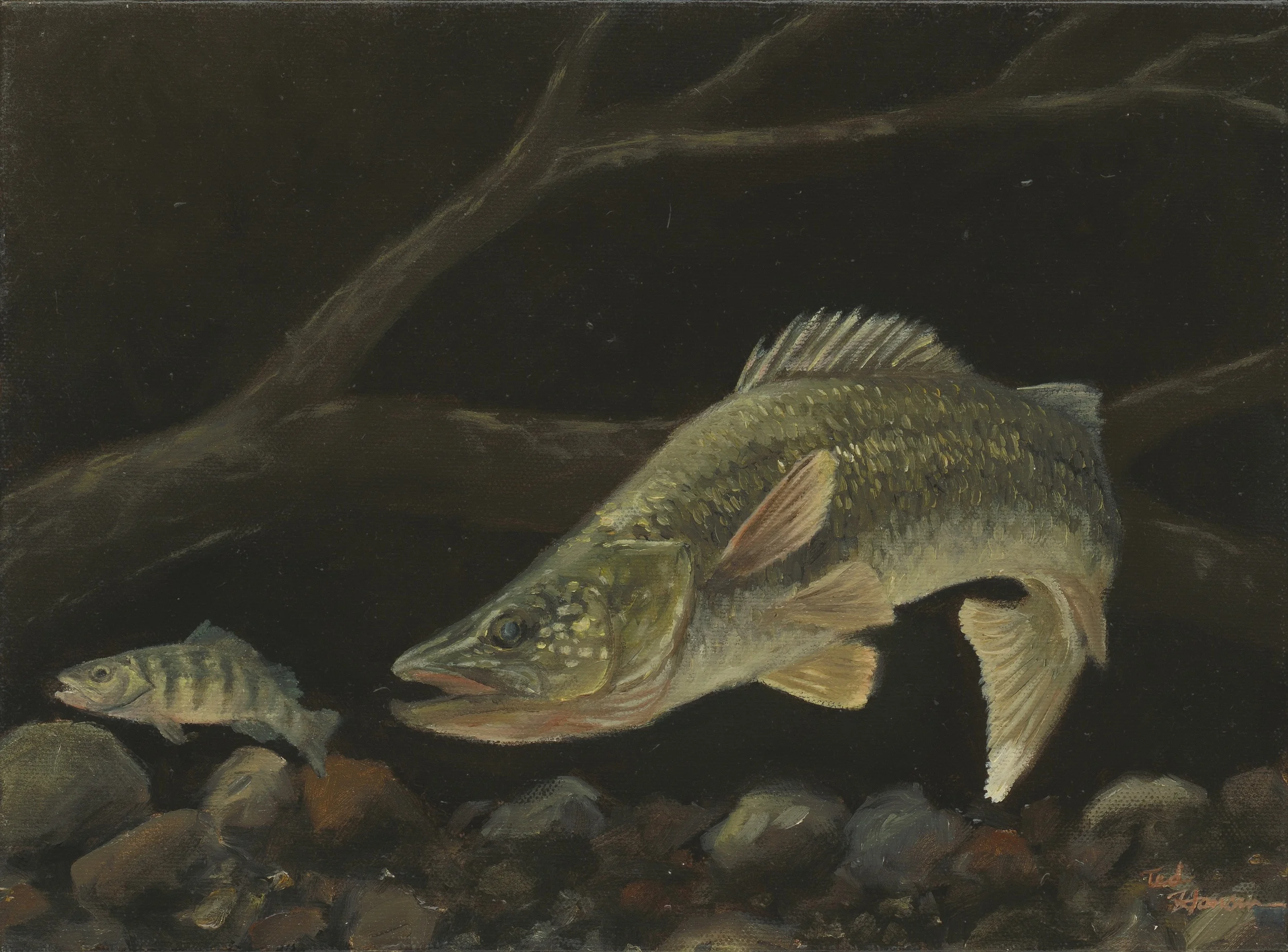 Walleye.jpg