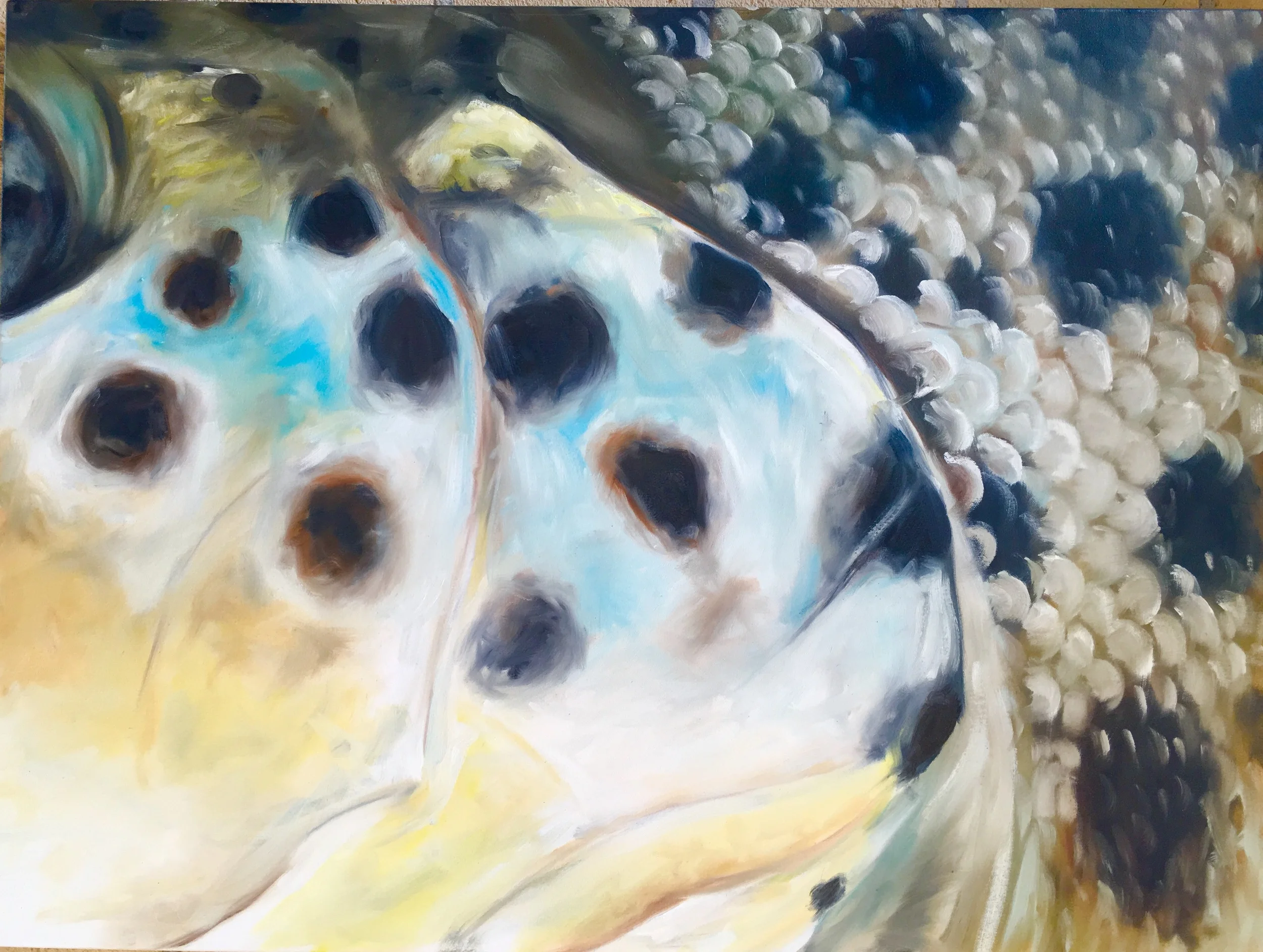 Brown Trout, A Closer Look