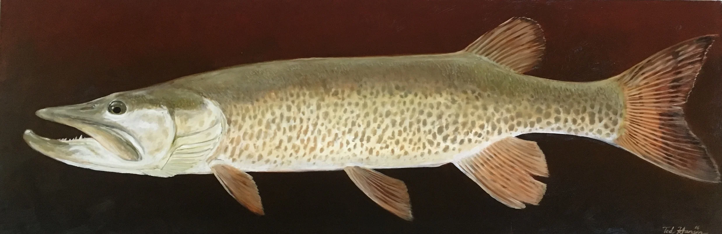 Mille Lacs Musky