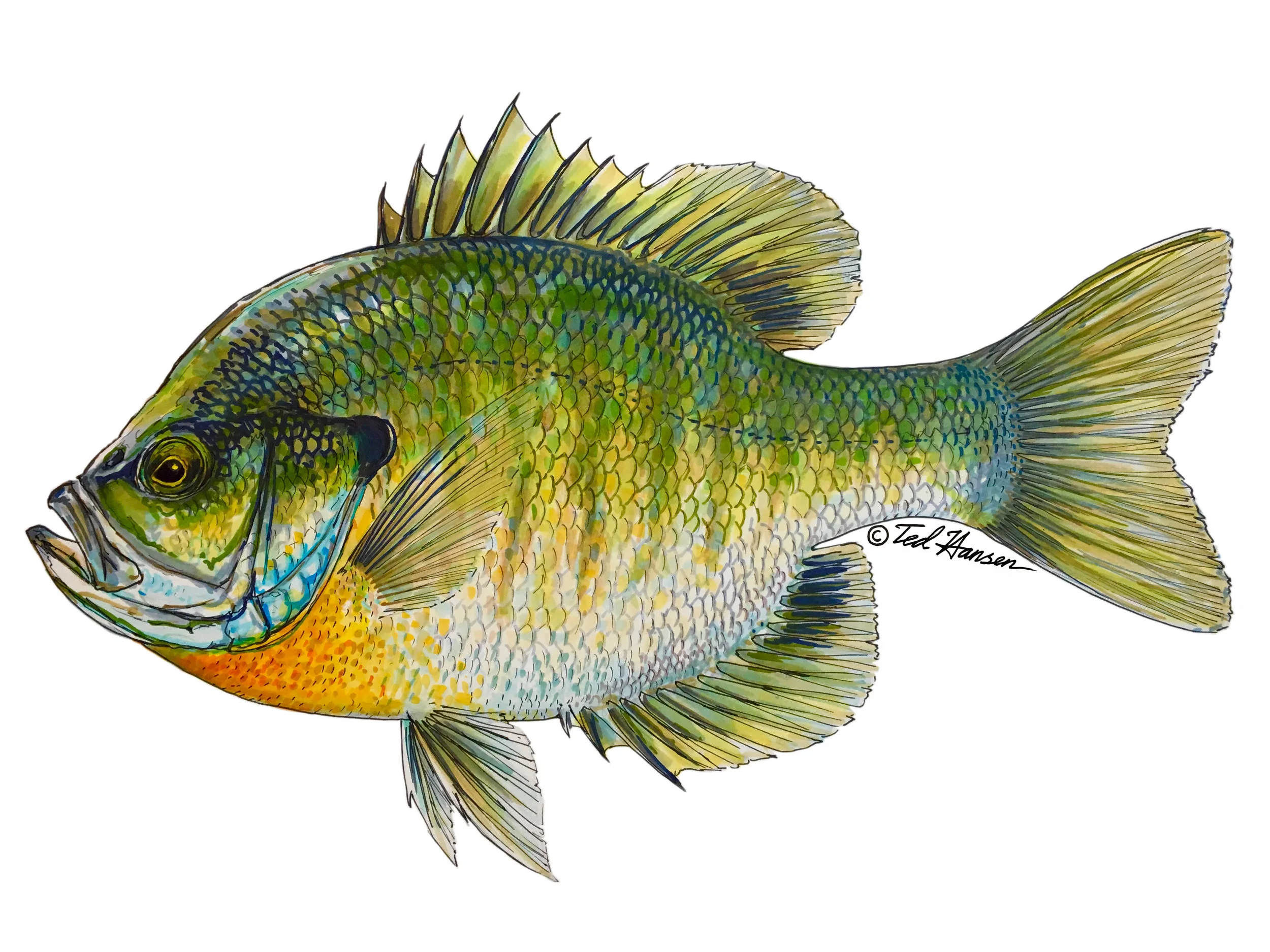 Prisma Bluegill